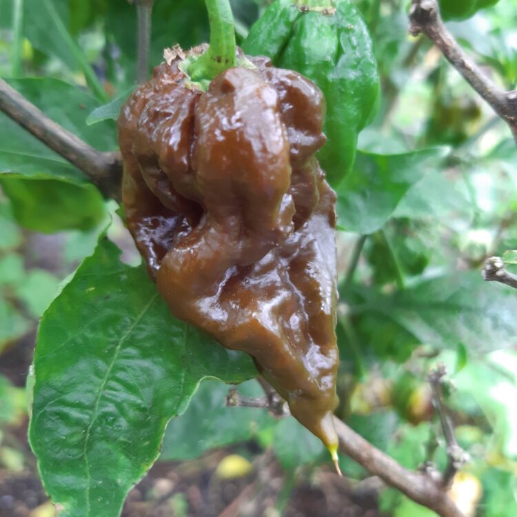 Chocolate Bhutlah