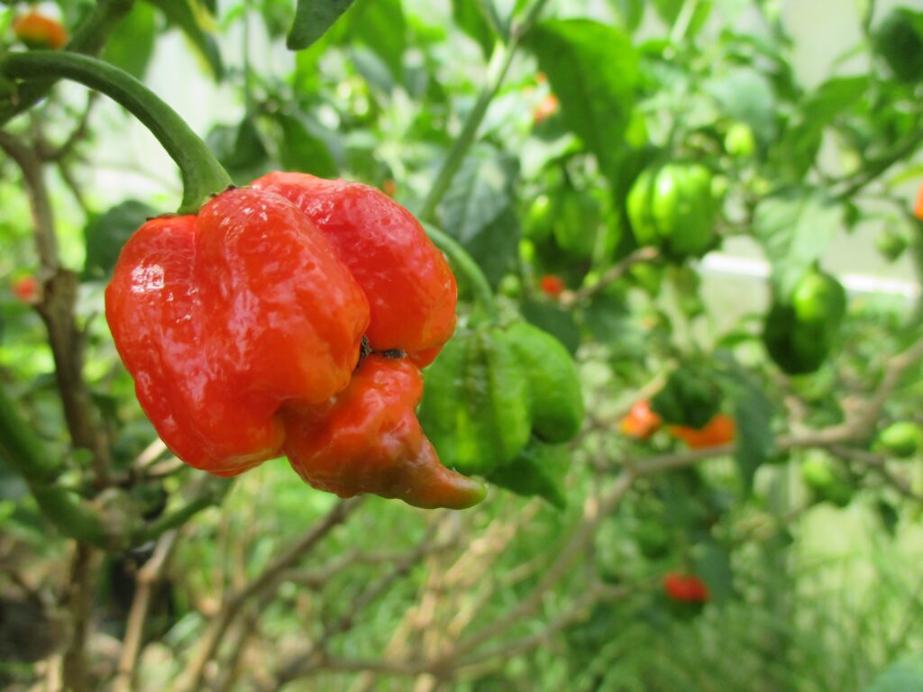 Trinidad Scorpion Butch T