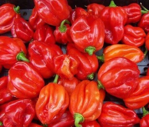 Red Scotch Bonnet Chilli