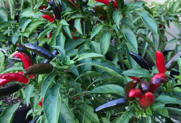 Peri-Peri Chilli Seeds