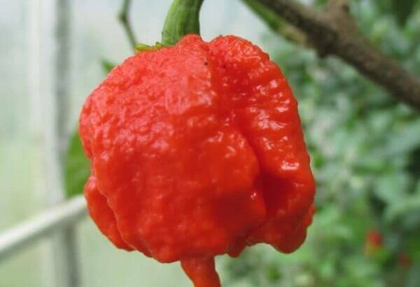 Buy Chilli Seeds Carolina Reaper NZ