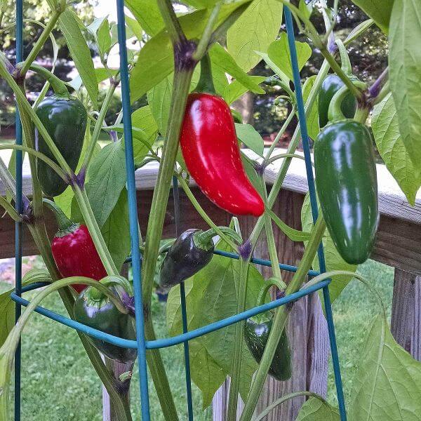 Buy Chilli Peppers Seeds Jalapeno