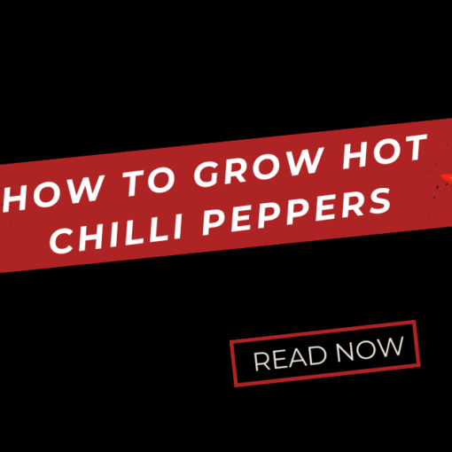 How to Grow Hot Chilli Peppers