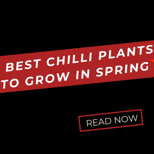Chilli Plants to Grow