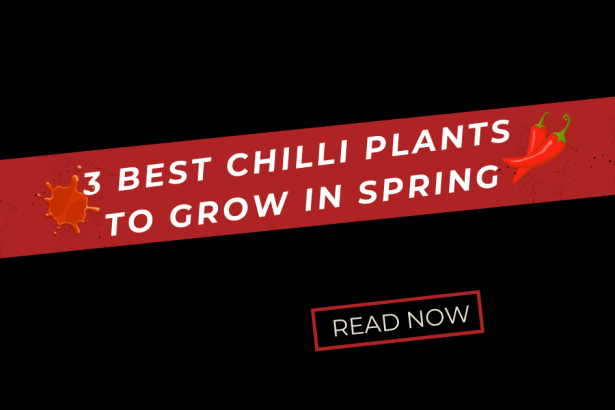 Chilli Plants to Grow